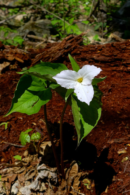 Trillium grandiflorum