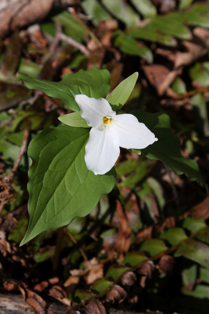 Trillium grandiflorum