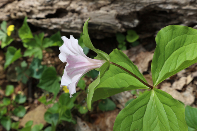 Trillium grandiflorum