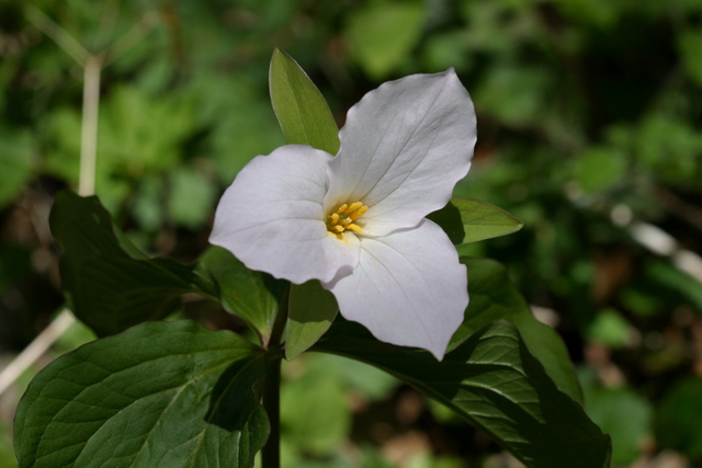 Trillium grandiflorum