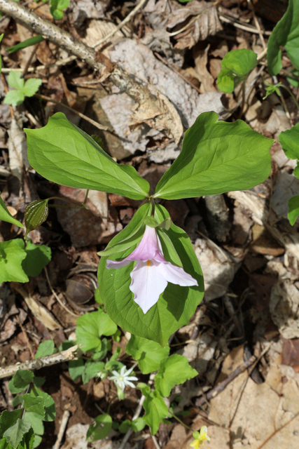 Trillium grandiflorum