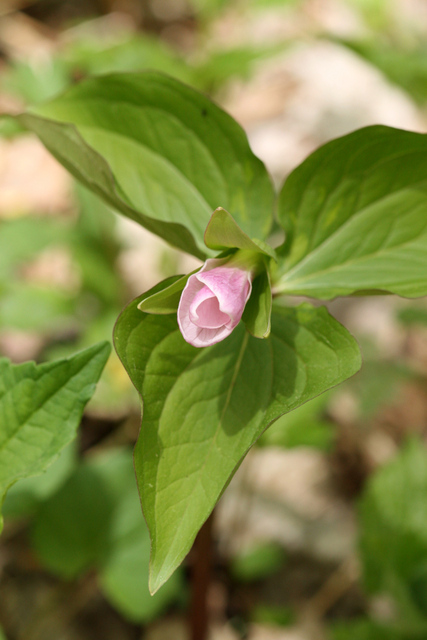 Trillium grandiflorum