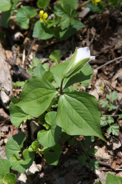 Trillium grandiflorum