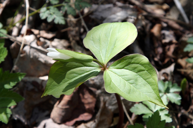 Trillium grandiflorum