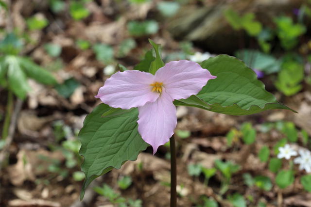 Trillium grandiflorum