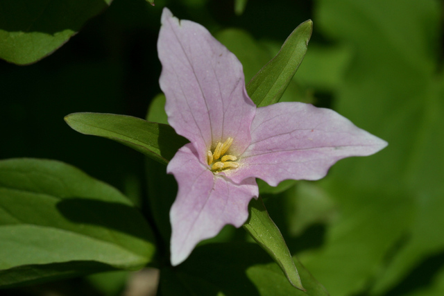 Trillium grandiflorum