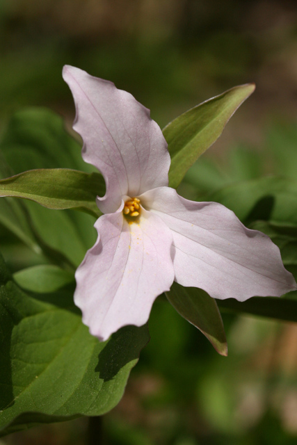 Trillium grandiflorum