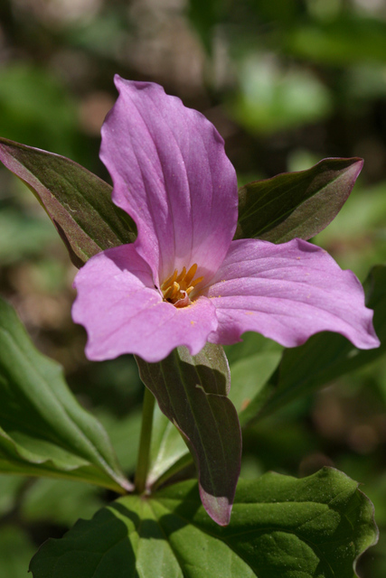 Trillium grandiflorum