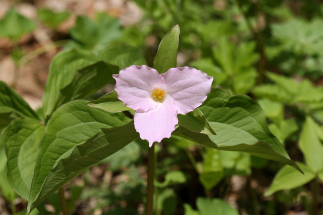 Trillium grandiflorum