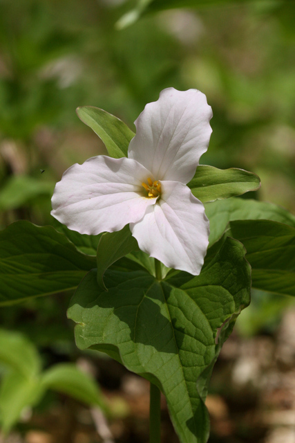 Trillium grandiflorum