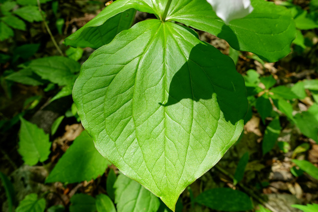 Trillium grandiflorum - leaves