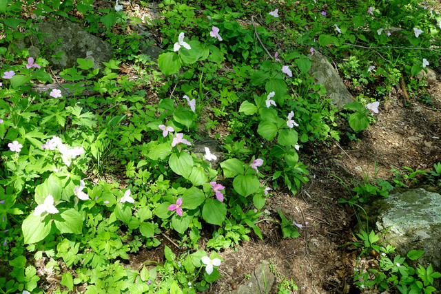 Trillium grandiflorum - plants