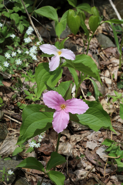 Trillium grandiflorum - plants