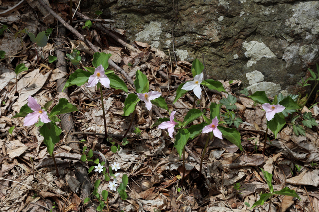 Trillium grandiflorum - plants