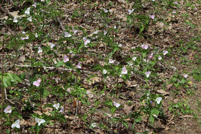 Trillium grandiflorum - plants