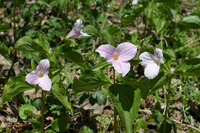 Trillium grandiflorum - plants