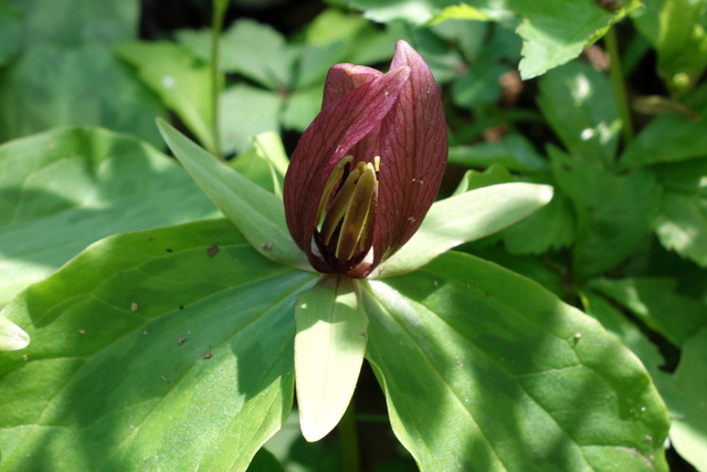 Trillium sessile