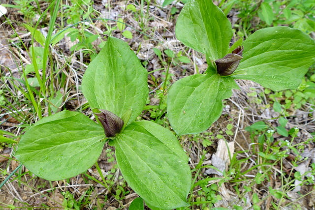 Trillium sessile