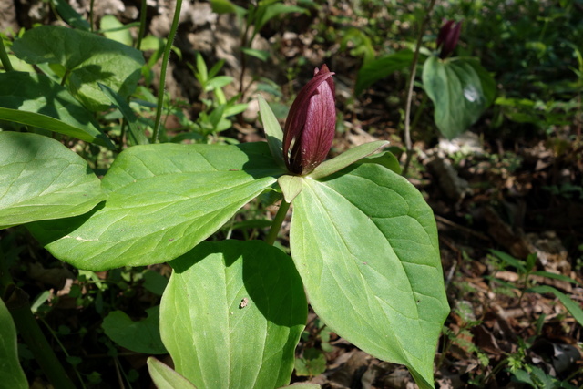 Trillium sessile