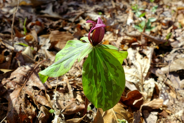 Trillium sessile