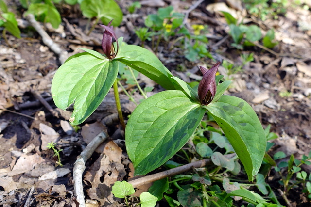 Trillium sessile