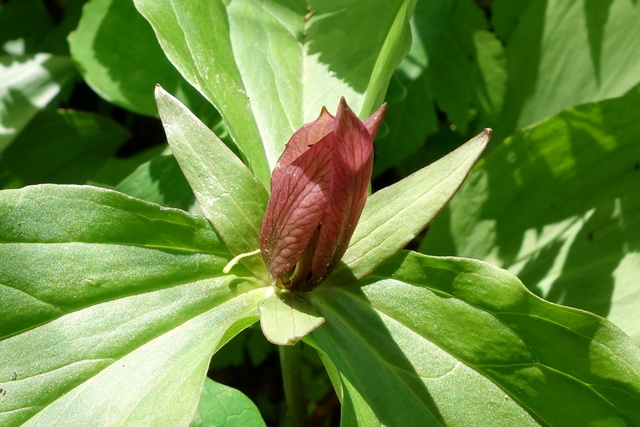 Trillium sessile