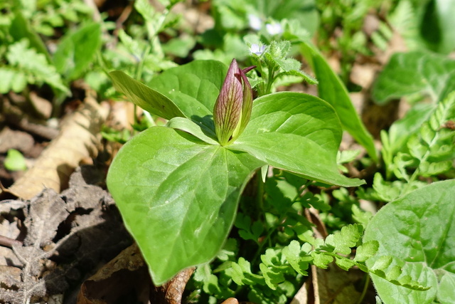 Trillium sessile