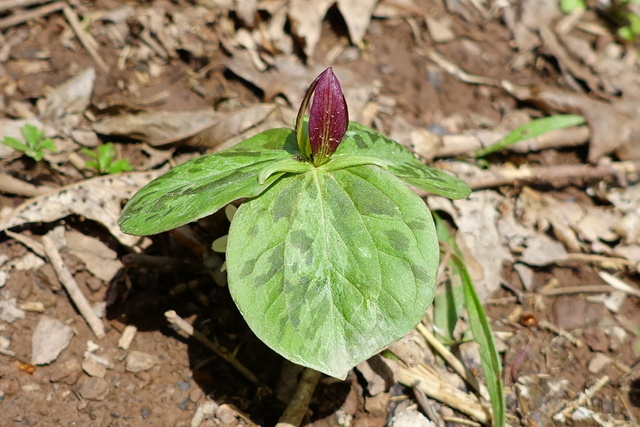 Trillium sessile