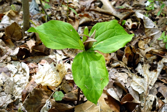 Trillium sessile