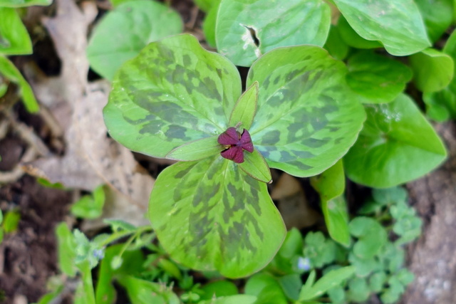 Trillium sessile