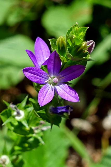 Triodanis perfoliata