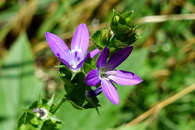 Triodanis perfoliata