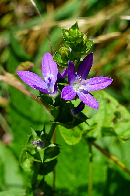 Triodanis perfoliata