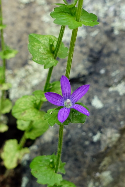 Triodanis perfoliata