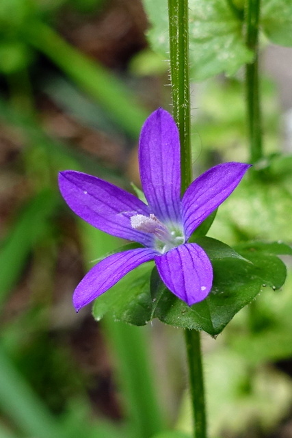 Triodanis perfoliata