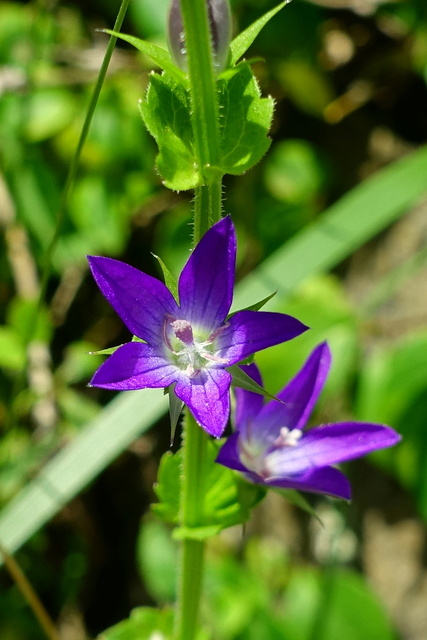 Triodanis perfoliata