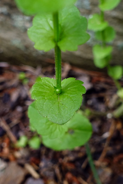 Triodanis perfoliata - leaves