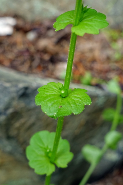 Triodanis perfoliata - leaves