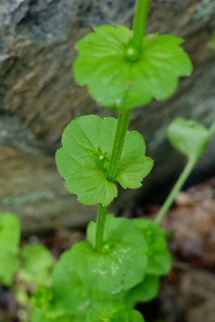 Triodanis perfoliata - leaves