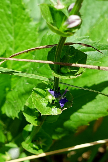 Triodanis perfoliata - leaves