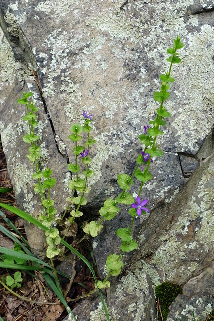 Triodanis perfoliata - plants