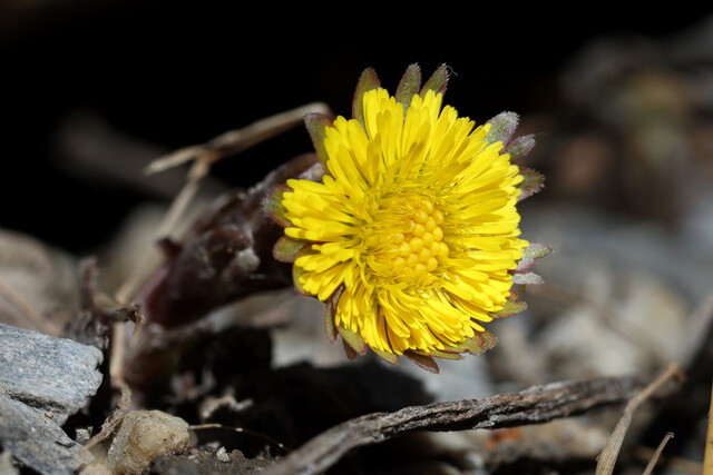 Tussilago farfara