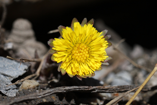 Tussilago farfara