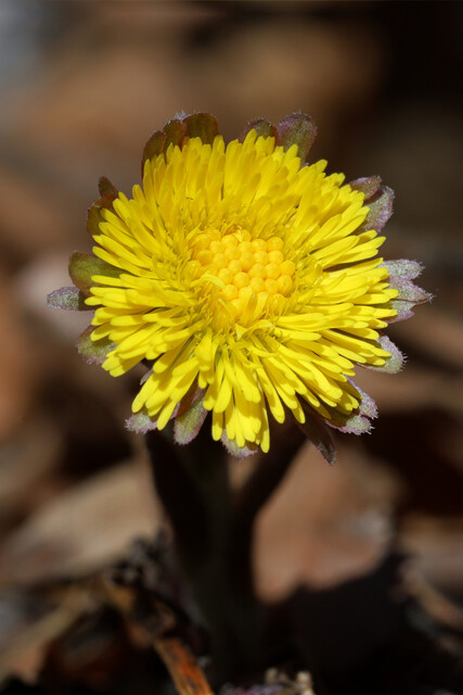 Tussilago farfara