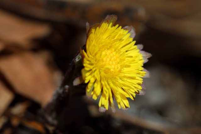 Tussilago farfara