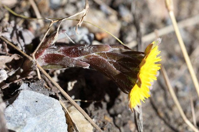 Tussilago farfara