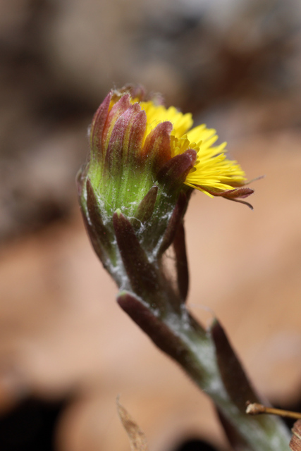 Tussilago farfara