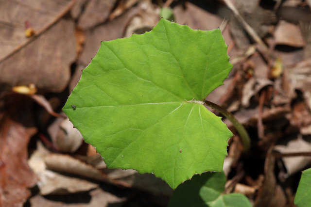 Tussilago farfara - leaves