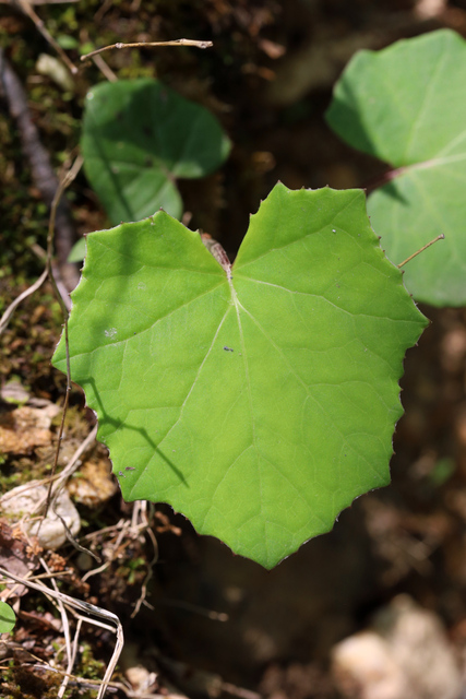 Tussilago farfara - leaves