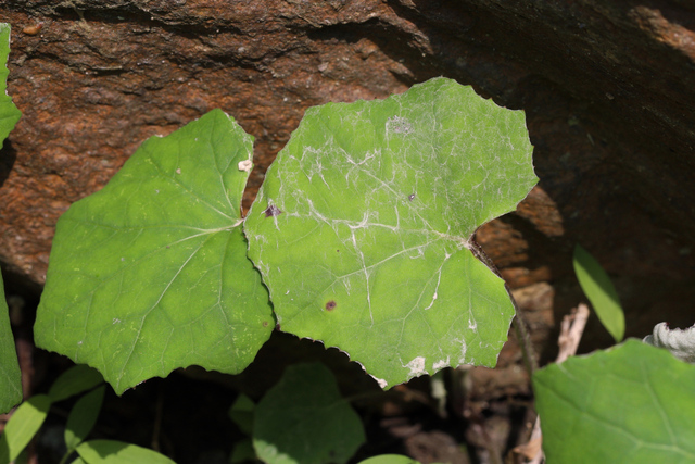 Tussilago farfara - leaves